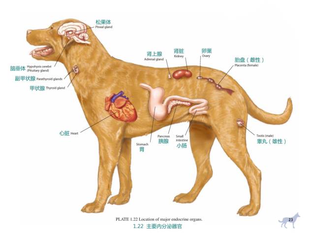 狗的器官分布图图片