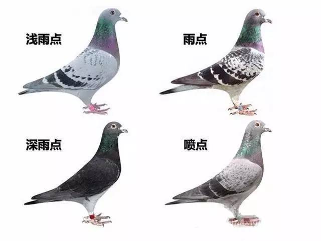如何分辨鸽子品种图片图片