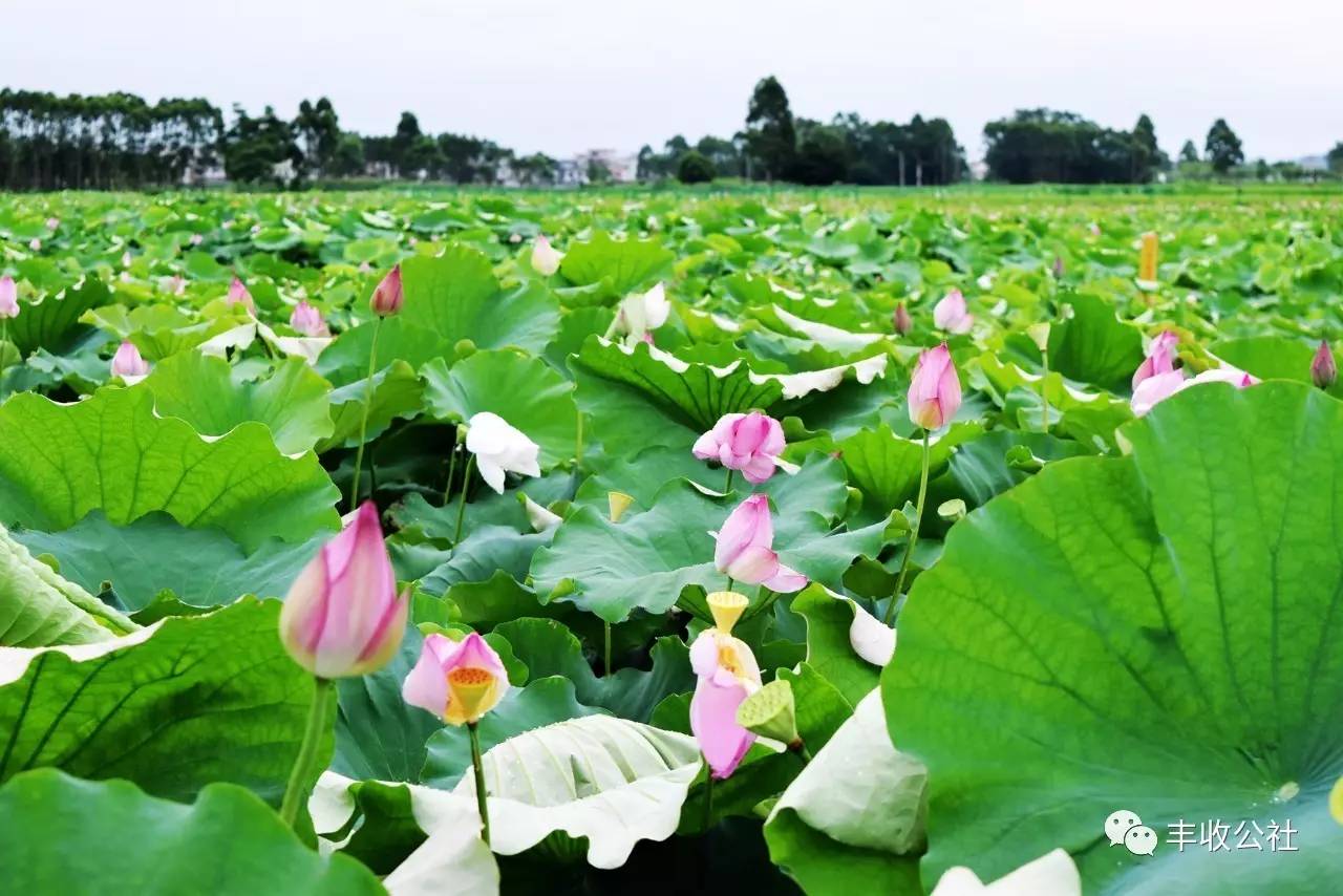 荷美覃塘共有3000亩荷塘,300种荷花,场面蔚为壮观.