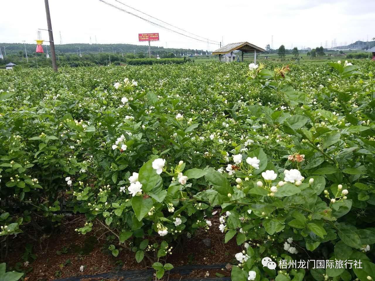 全国最大的茉莉花基地位于广西南宁市横县,全县种植面积达10万亩,花农