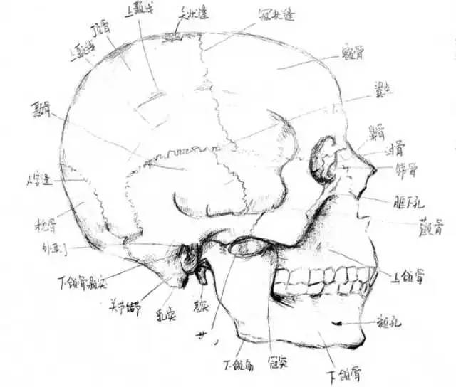头颅骨绘画图片