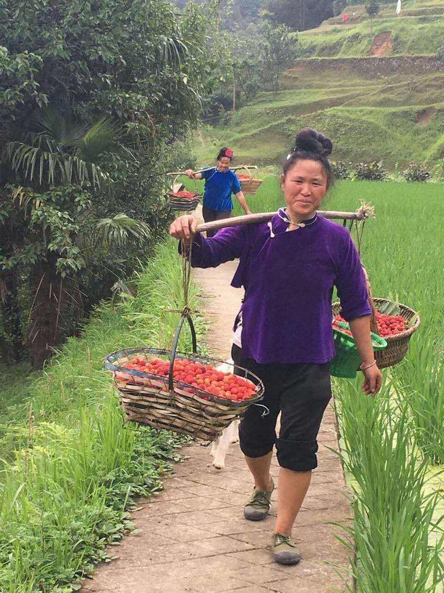 夏至在黔東南小山村採購楊梅,農戶們好讓人感動