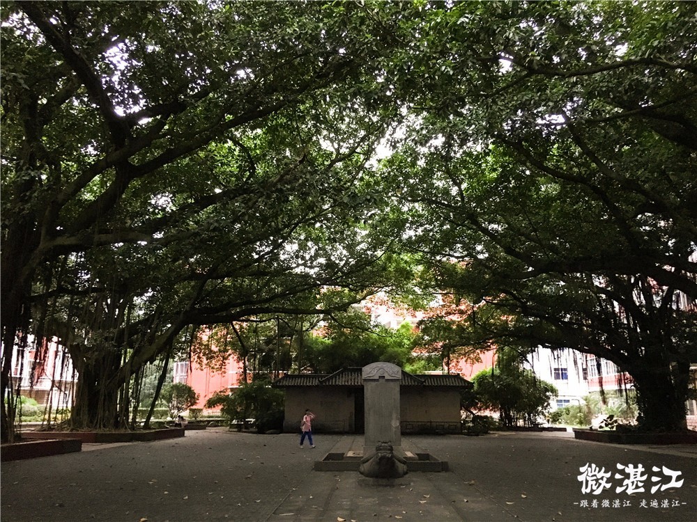 岭南师范学院古榕广场图片