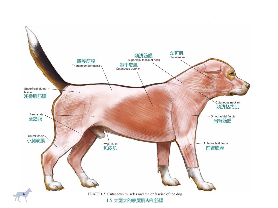 狗狗身体结构图高清图片