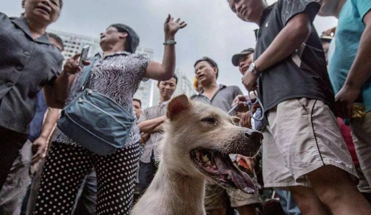 爱狗人士和吃狗肉一方的争斗总会处在舆论的风口浪尖上,愈演愈烈争议