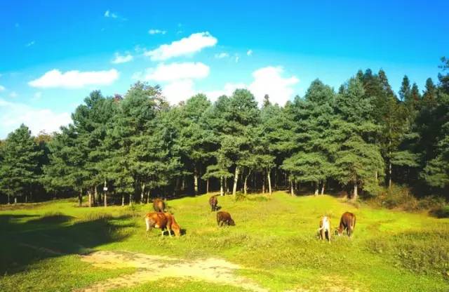 赫章國家級森林公園,由平山林區和水塘林區組成.總面積4733公頃.