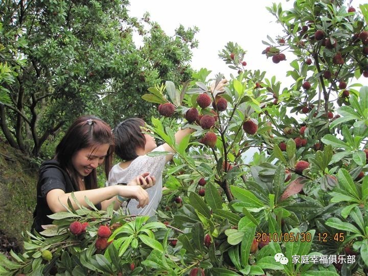 棗市西嶺千里坪神仙谷400畝大型楊梅基地免費入園採摘