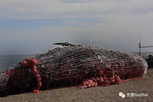 这只死亡鲸鱼提醒我们海洋污染到底有多严重