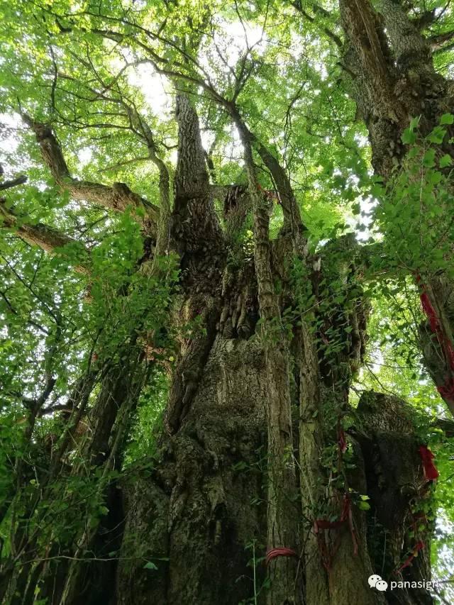 中华银杏王被称为世界上最美的18颗树之一,年龄最大,获世博千年