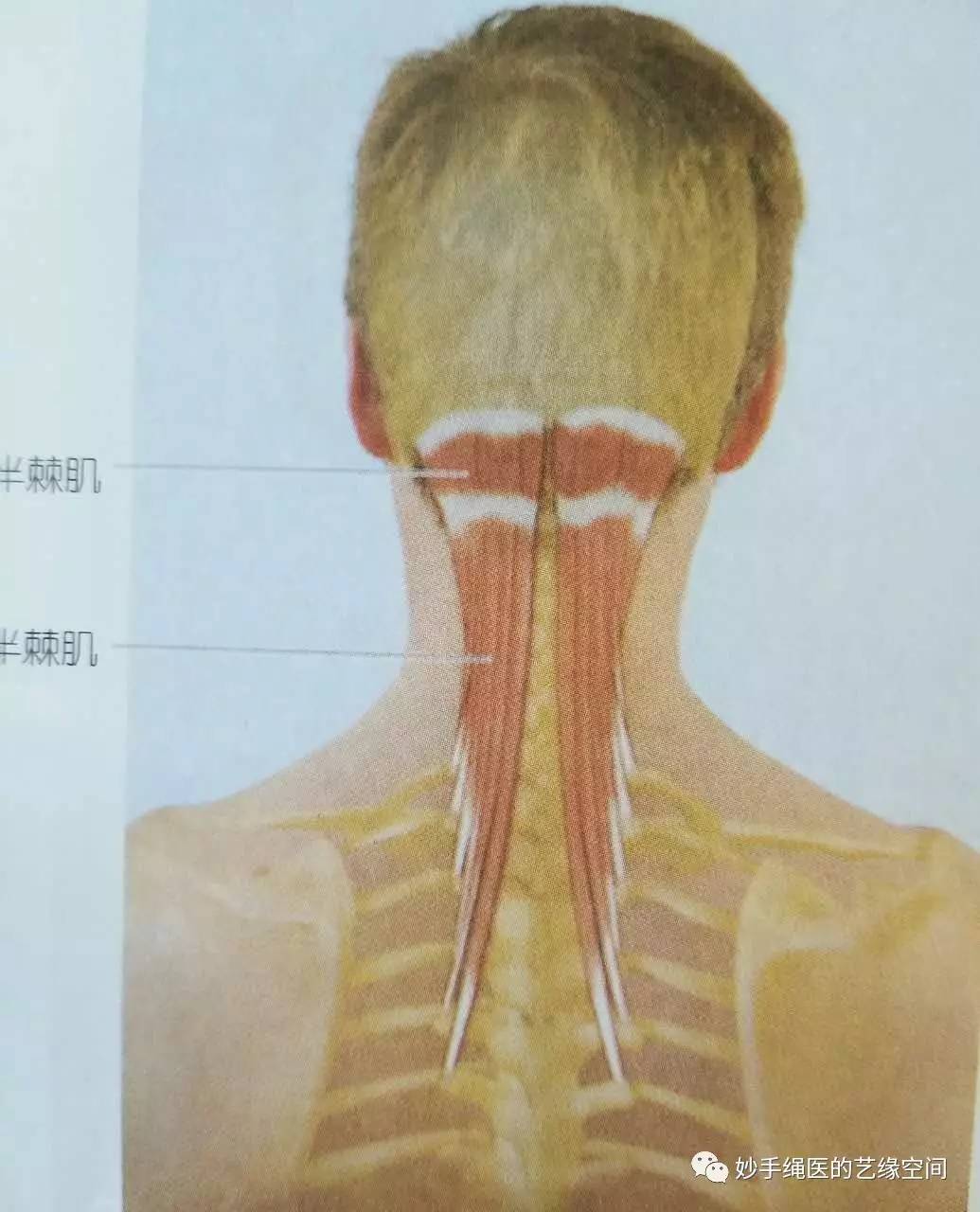 半棘肌颈夹肌将上胸椎的棘突和上颈椎的横突联系起来