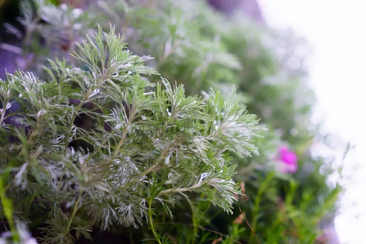 朝霧草花語(夕霧花的花語)