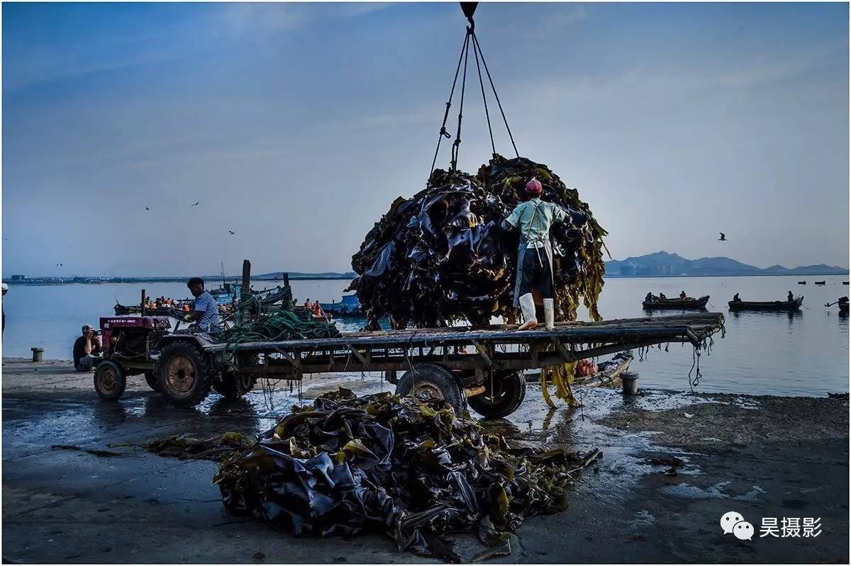 滿載而歸的海上大豐收,這個海產品不一般