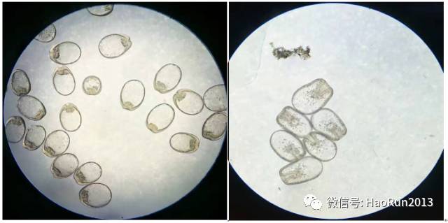 海参卵的进化过程图片图片