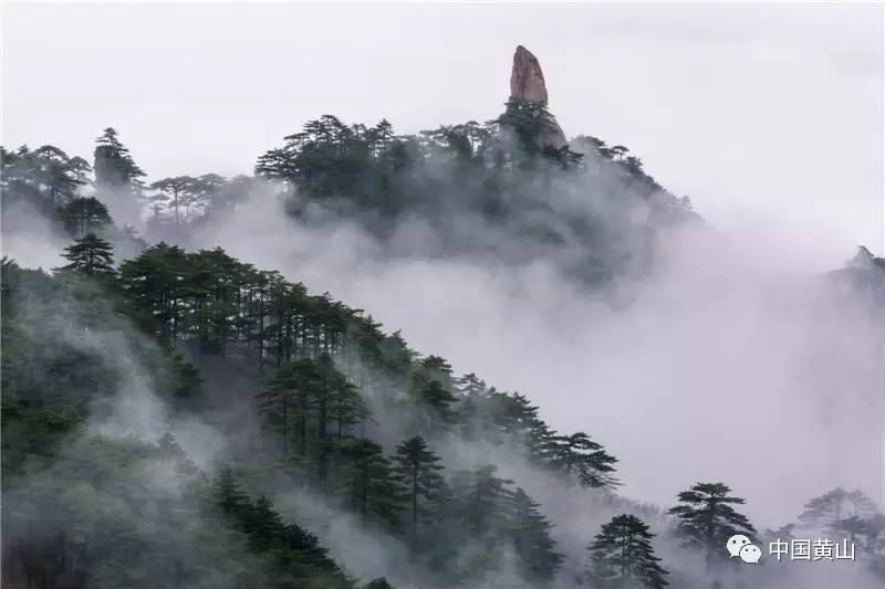 暴雨後黃山風景區古樹名木安然無恙景區旅遊秩序良好