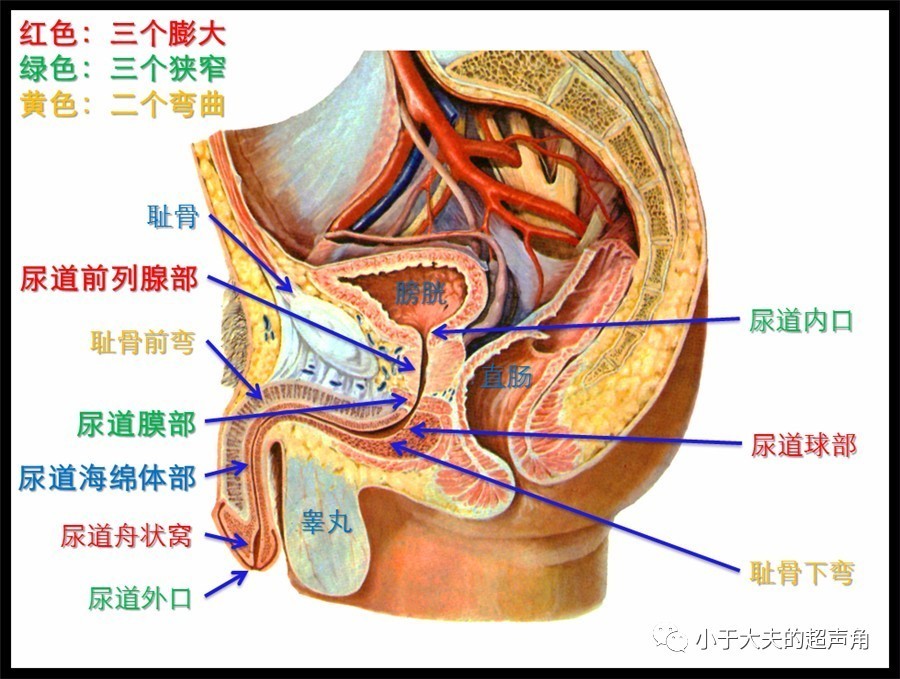 前尿道与后尿道分界图图片