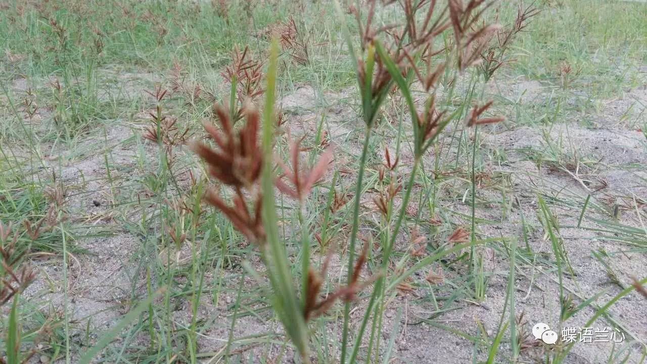 貓兒草與芨芨草外一首║張劍龍