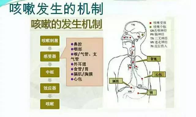 慢性气管炎吃药能好吗_慢性支气管炎的症状吃啥药_治慢性支气管炎的消炎药