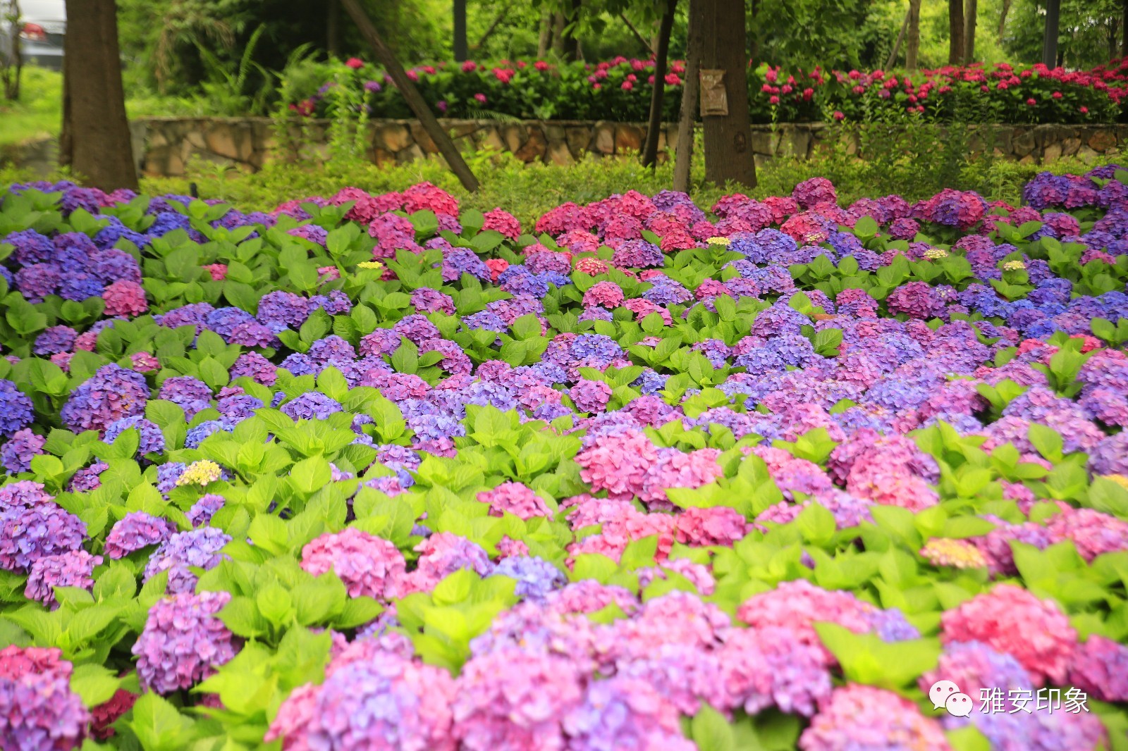 公园里的花都开了图片