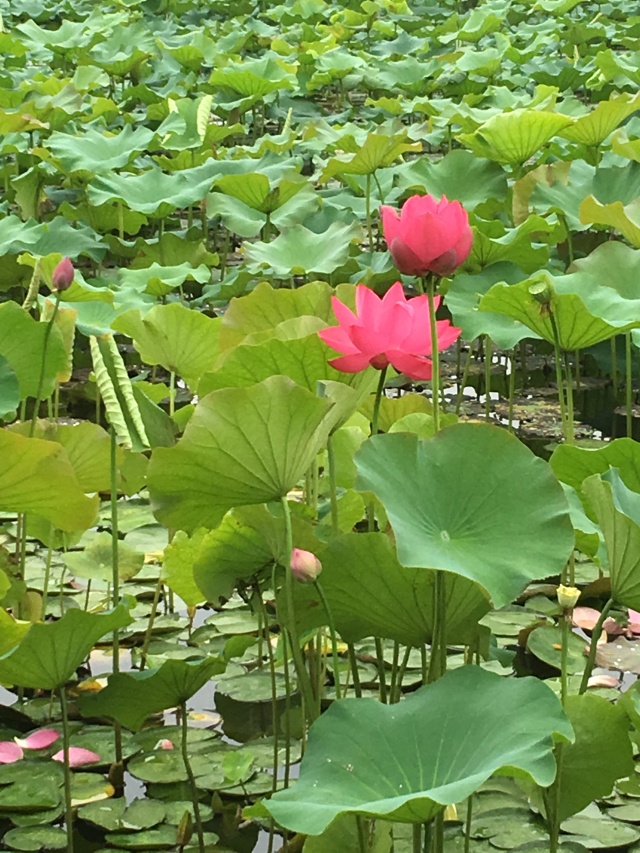 顧村公園荷花現在的開放情況是這樣的