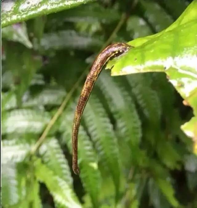 墨脱蚂蝗山有多恐怖图片