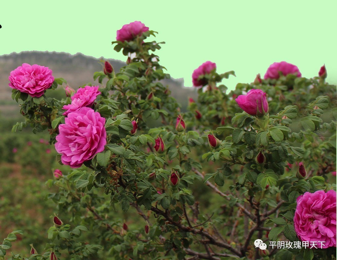 平陰玫瑰花產量連續3年下降價格反彈玫瑰花後市如何玫瑰花商機與風險