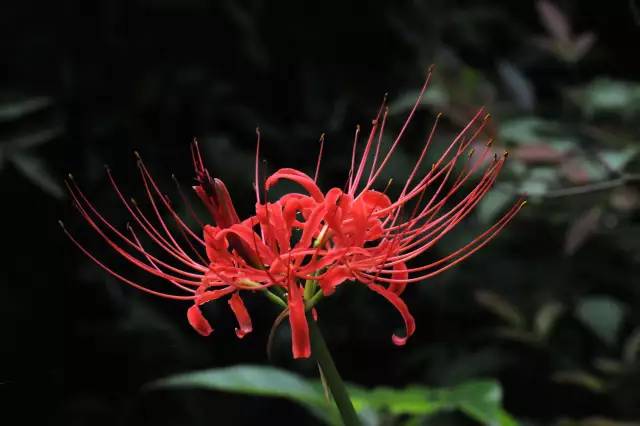 彼岸花,開一千年,落一千年,花葉永不相見.情不為因果,緣註定生死.