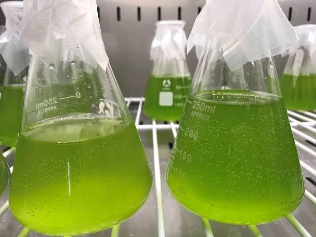 水产养殖中藻类的定向培养方法!
