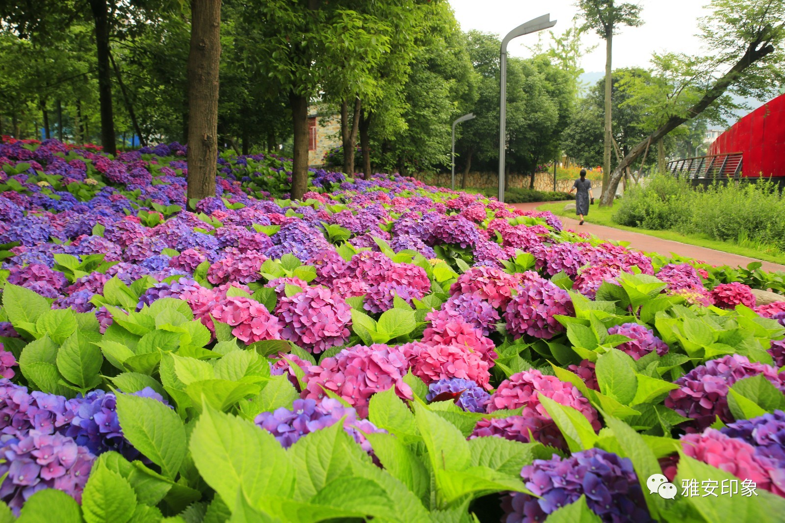 公园里的花都开了图片