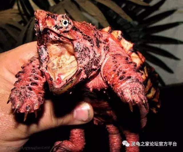 大鳄龟体色之变异
