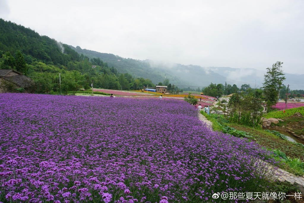 万州太安镇凤凰花果山要开园了一起来先感受一下