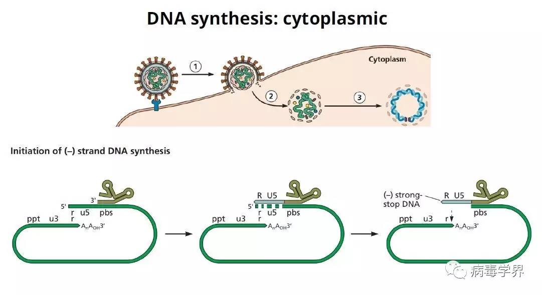 病毒學公開課系列之九:reverse transcription and integration