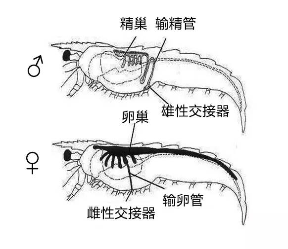 蝗虫精巢位置图片