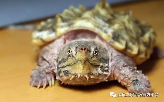 变异大鳄龟口腔图片