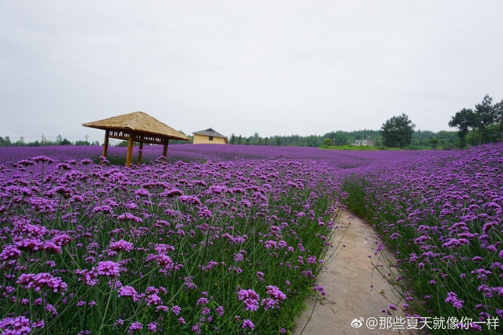 太安镇凤凰花果山图片