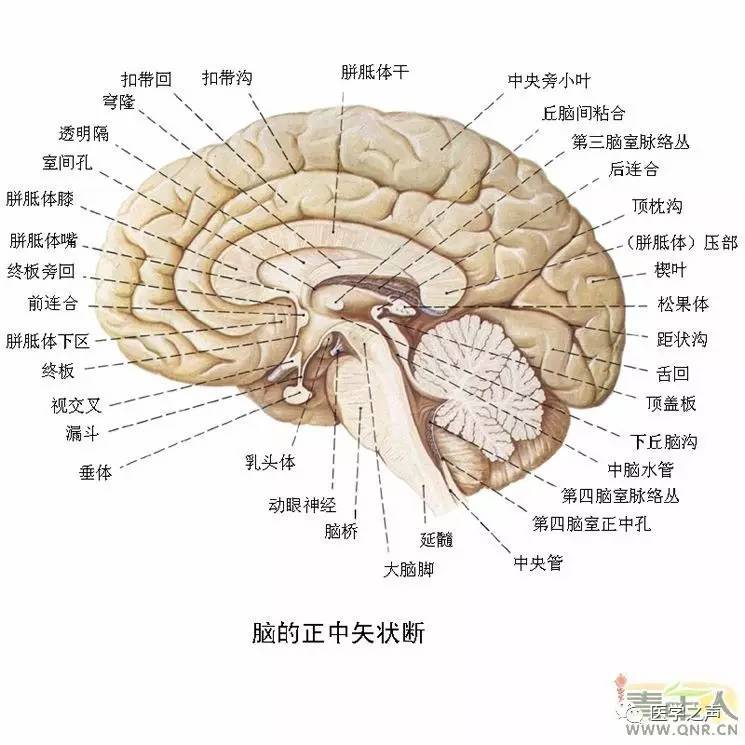 結構神經分佈圖人腦區域圖磁共振成像&人腦模型對比大腦供血動脈3d