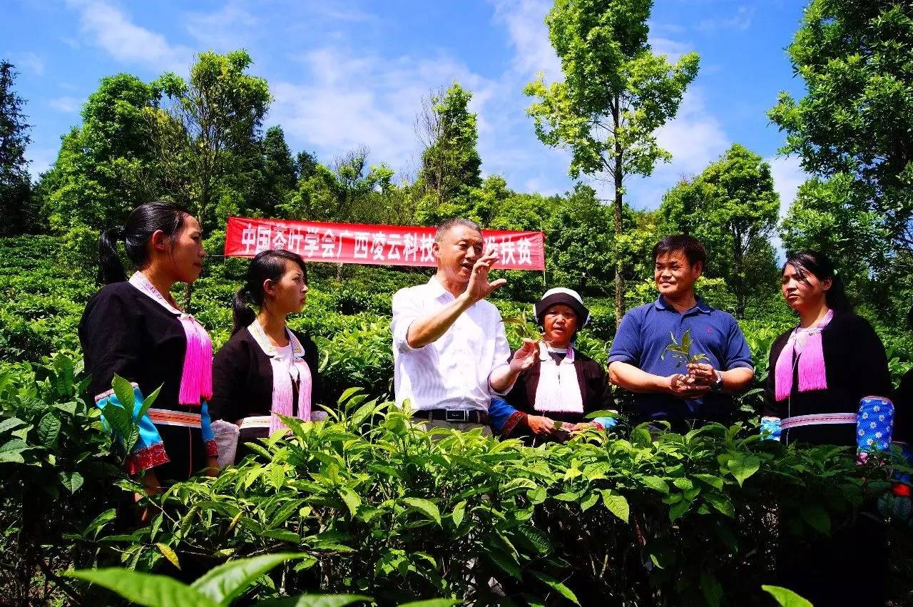 中国茶叶学会广西百色市茶叶精准扶贫系列活动全力助推广西茶产业发展