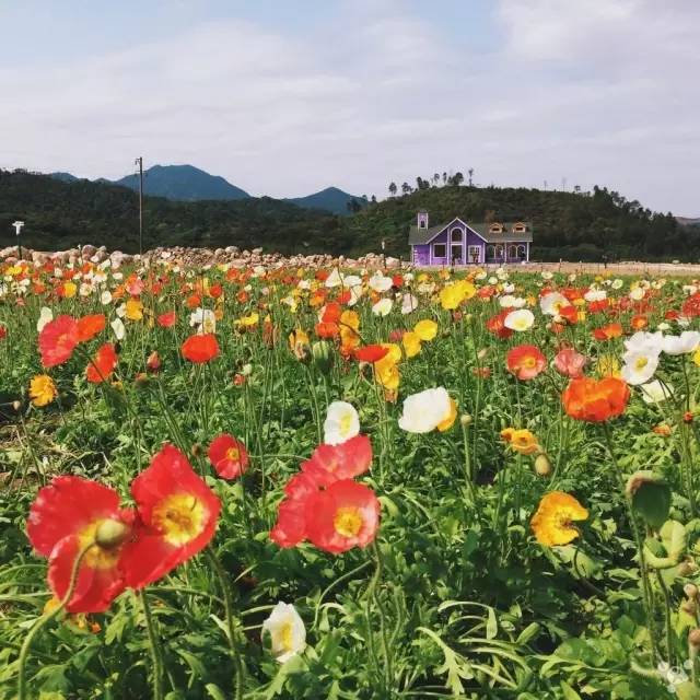 ▼1,橫河鎮花園村地處羅浮山後山山谷間,距離橫河圩鎮8公里遠.