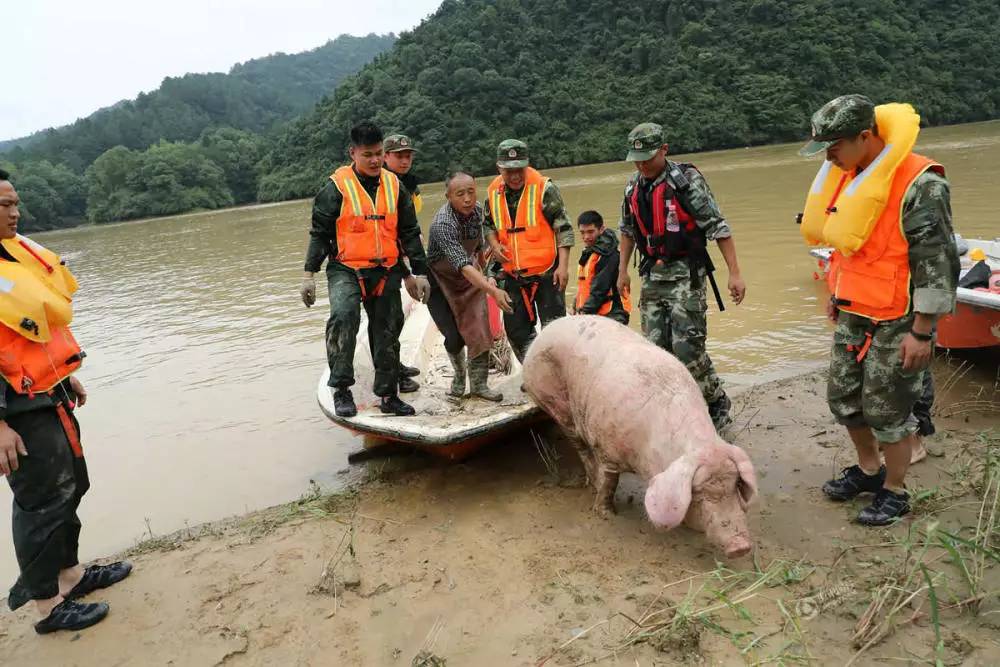 洪水猪坚强图片