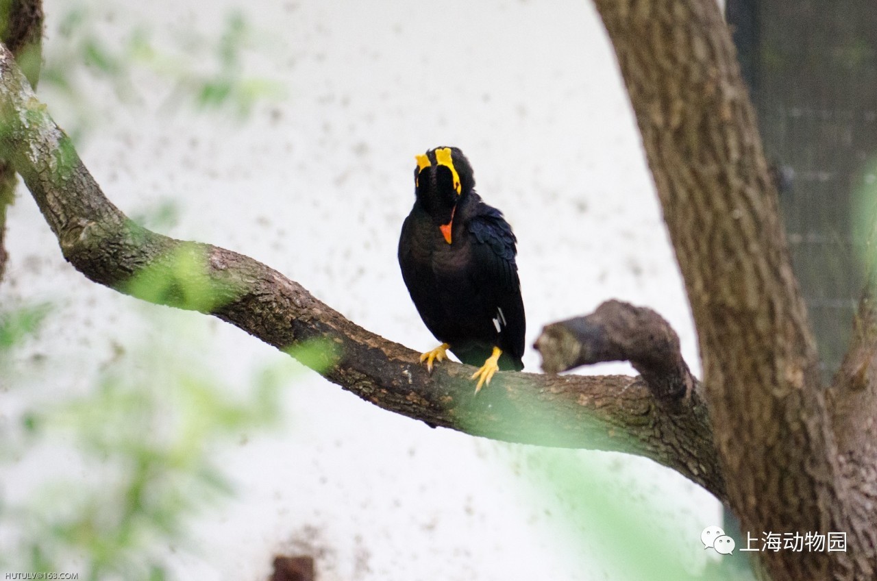 這隻鷯哥一開口驚豔了多少人動物園奇妙夜6月30日7月2日補報鏈接