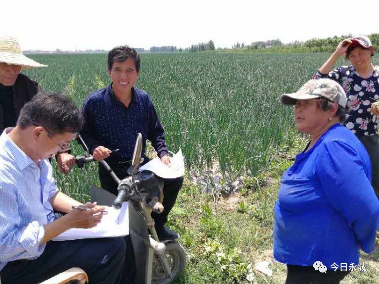 帮帮农民!侯岭乡菜园村中凯种植扶贫基地1000吨洋葱待售