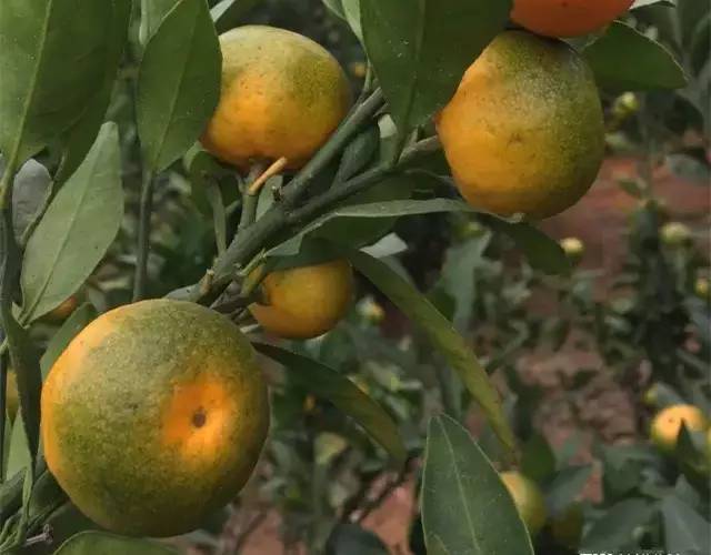 果技精选必看柑橘黄龙病如何防控高产栽培十问答