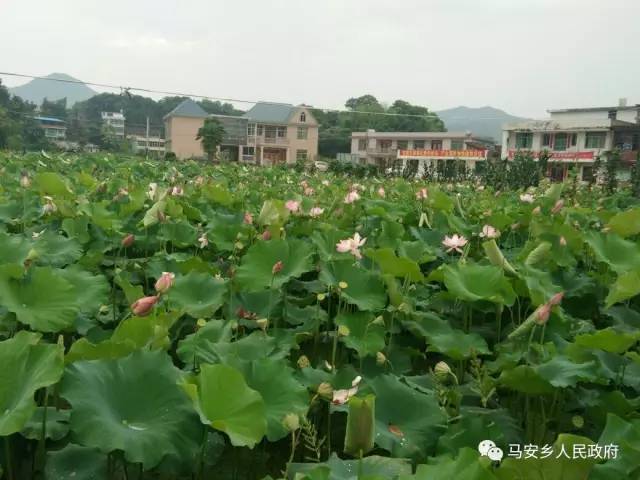 花开花落的季节,梦里梦外的故乡,在久久酝酿,遥远又亲切的故乡,藏在