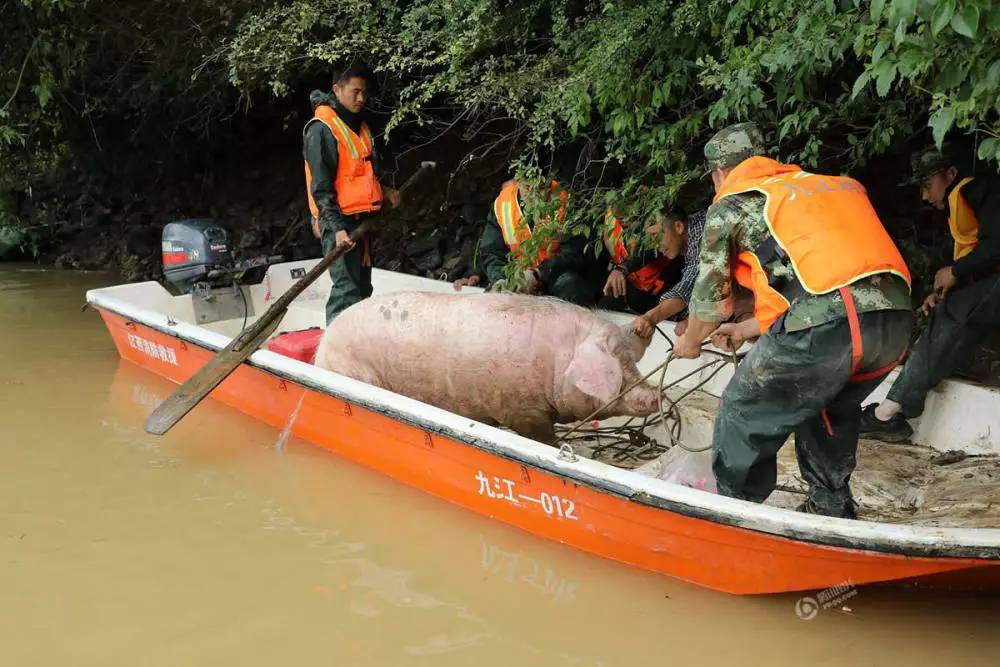 洪水中救猪图片