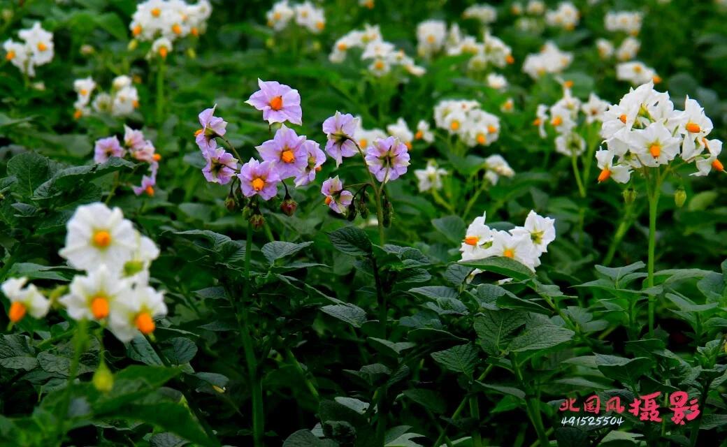 【会宁老家:洋芋花开赛牡丹!