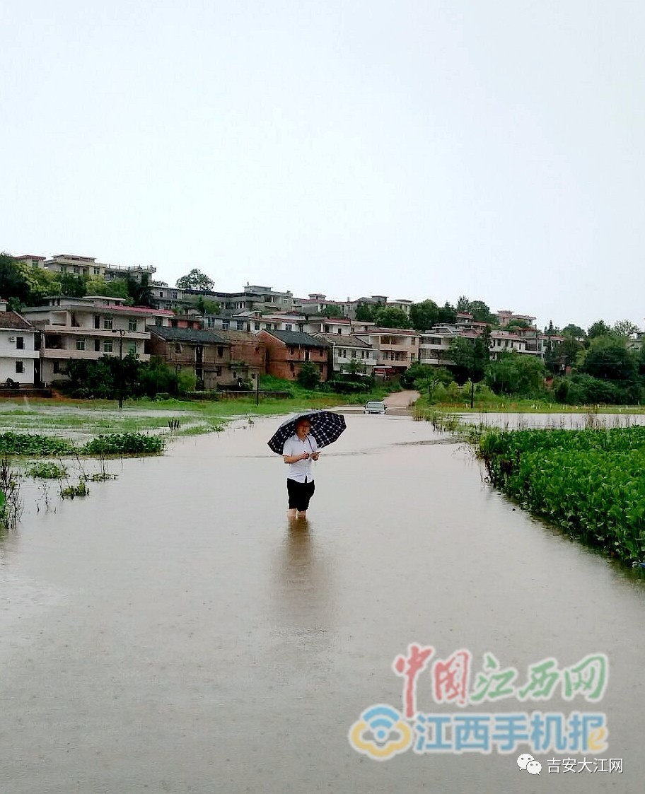 強降雨吉水金灘鎮農田受淹50畝但是過完今天吉安暴雨總算要歇歇了