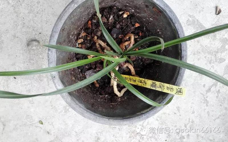 喜结连理植物图片