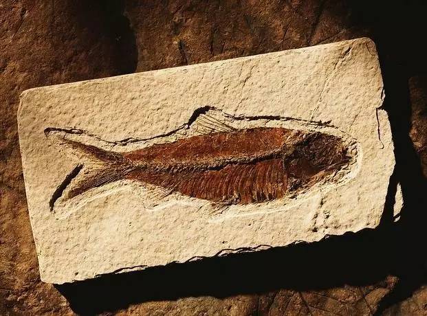 鱼化石种类图片