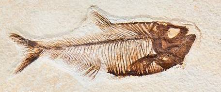 艾青的鱼化石图片