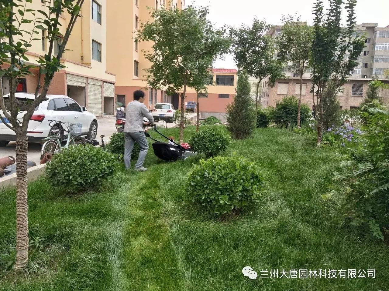 【施工案例】临洮怡康苑住宅小区园林景观绿化工程