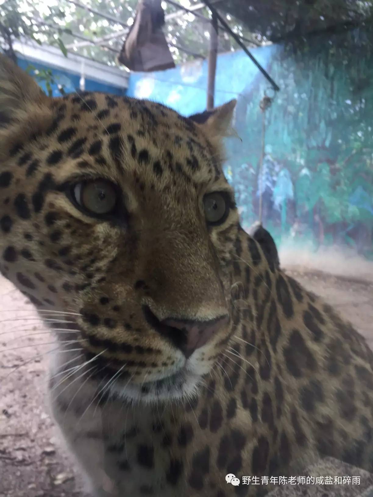 野生的陳老溼在成都動物園尋找一隻散養和尚的故事